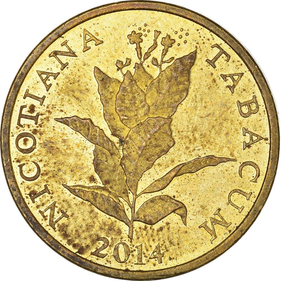 tobacco havana Tobacco Seeds - Havana 142